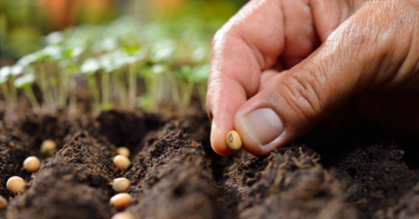 Récolter des graines pour les semer le printemps suivant - Blog jardin