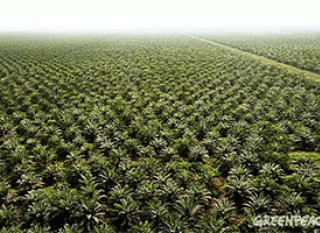 L'huile de palme : tour d'horizon